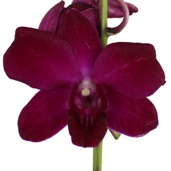 Berrylicious Loose Orchid Blooms